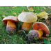 Мицелий Дубовика оливково-бурого (Boletus luridus) Мицелий Дубовика оливково-бурого (Boletus luridus)